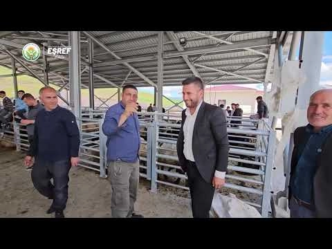 Güroymak Canlı Hayvan Pazarı