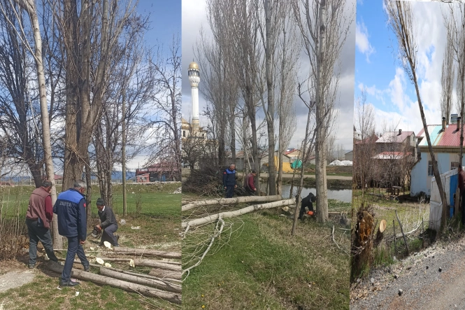 Güroymak Belediyesi’nden Sağlık Odaklı Kavak Kesim Çalışması