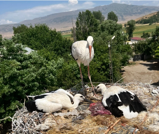Güroymak Belediyesi'nden Yavru Leyleklere Şefkat Eli