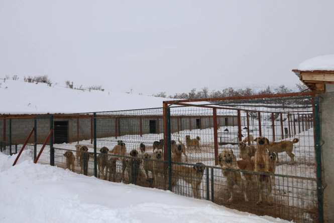 Güroymak’ta 130 Can Dostumuza Tam Teşekküllü Bakım ve Sevgi